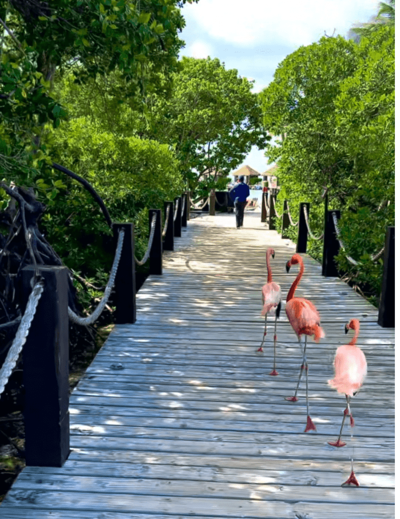 Renaissance Hotel Aruba flamingo Beach